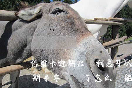信用卡逾期只還利息可以嗎(為什么信用卡逾期半年錢還了怎么還能用)