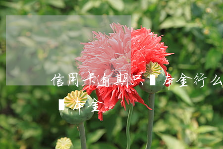 信用卡逾期只還本金行么(欠信用卡能不能只還本金)