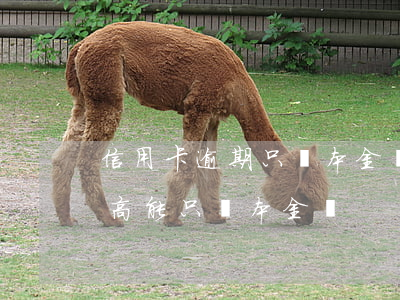 信用卡逾期只還本金貓膩(信用卡逾期利息太高能只還本金嗎)