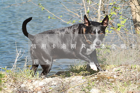 信用卡逾期只還本金銷卡(逾期還款后注銷信用卡)