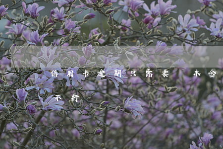 信用卡逾期只需要還本金嗎(逾期只還本金行不行)
