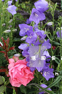 信用卡逾期叫去談要去嗎(如果說信用卡逾期會(huì)怎么樣)