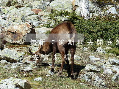 信用卡逾期叫去開庭怎么辦 欠信用卡開庭不去會怎樣
