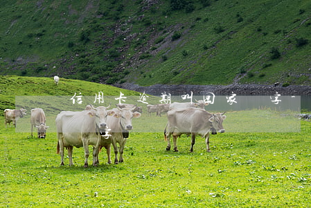 信用卡逾期叫回家簽字-信用卡逾期叫回家簽字