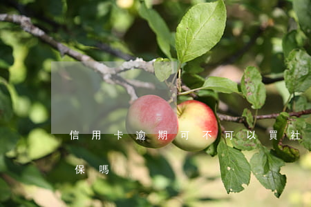 信用卡逾期可不可以買社保(欠信用卡能買社保嗎)