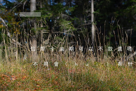 信用卡逾期可以不款還嗎(信用卡逾期還完了不用會(huì)有什么后果)