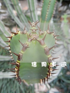 信用卡逾期可以交五險么(逾期交五險一金影響嗎)