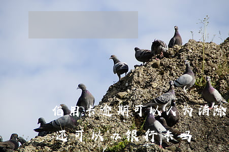 信用卡逾期可以人为消除吗(欠信用卡逾期了还可以办银行卡吗)