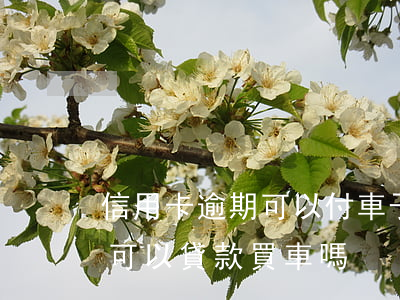 信用卡逾期可以付車子首付嗎(有信用卡逾期可以貸款買車嗎)
