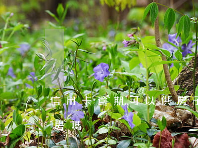 信用卡逾期可以供房子嗎(信用卡逾期影響供房嗎)