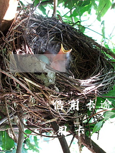 信用卡逾期可以借安逸花嗎-安逸花能還信用卡嗎