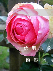 信用卡逾期可以做停息分期嗎(停息分期必須逾期才能申請嗎)