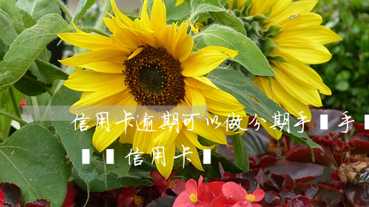 信用卡逾期可以做分期手機(手機分期逾期影響辦信用卡嗎)