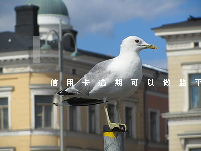 信用卡逾期可以做监事吗(银监会信用卡逾期)