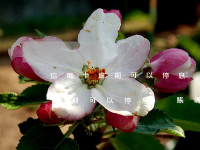 信用卡逾期可以停息掛賬嗎貼吧吧-信用卡逾期可以停息掛賬嗎貼吧吧