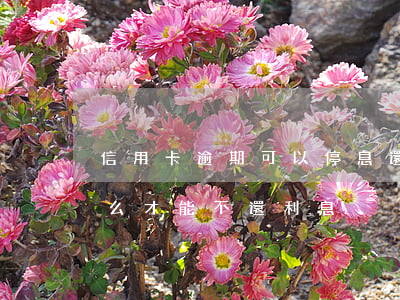 信用卡逾期可以停息還本嗎(還逾期信用卡怎么才能不還利息)