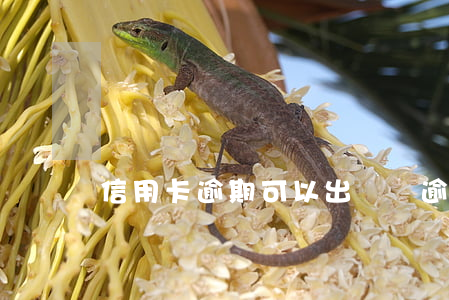 信用卡逾期可以出國嗎?(逾期能出國嗎)