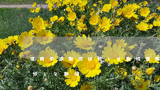 信用卡逾期可以分12期吗(信用卡逾期可以分12期吗)