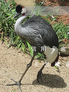 信用卡逾期可以分幾月還嗎(逾期幾年的信用卡怎樣還)