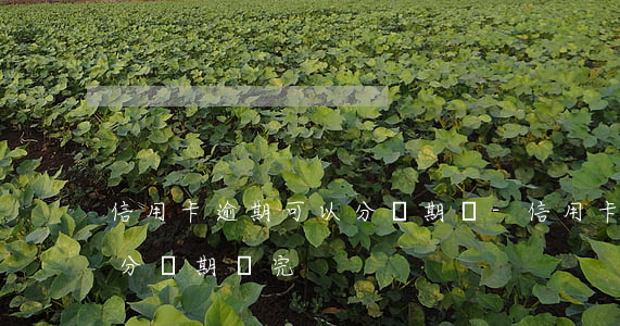 信用卡逾期可以分幾期還-信用卡逾期可以分幾期還完