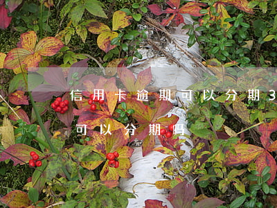 信用卡逾期可以分期36期吗(分期逾过期还可以分期吗)