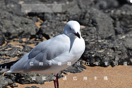 信用卡逾期可以半年后還嗎(逾期半年還清了還能申請信用卡嗎)