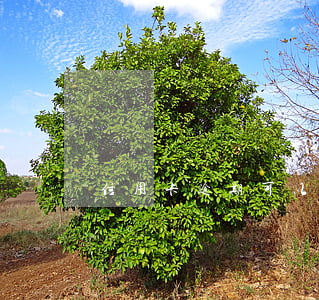 信用卡逾期可以協(xié)商還款方案嗎