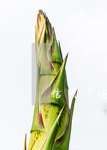 信用卡逾期可以去上網(wǎng)嗎-網(wǎng)貸逾期了還能不能辦信用卡