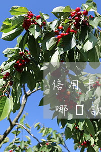 信用卡逾期可以去哪貸款(信用卡逾期可以到哪貸款)