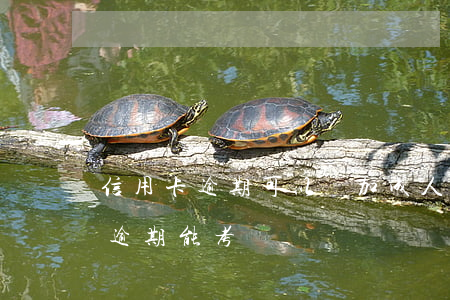 信用卡逾期可以參加成人高考嗎-欠信用卡逾期能考駕駛證嗎?