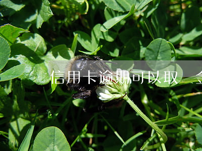 信用卡逾期可以取現金嗎(信用卡取現金違法嗎)