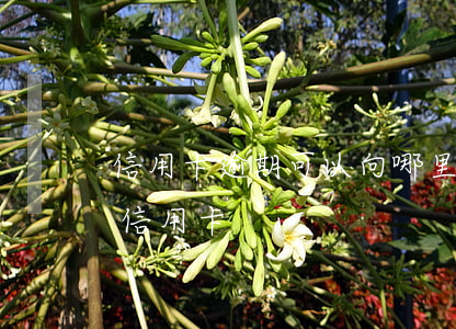 信用卡逾期可以向哪里求助(有逾期如何申請信用卡)