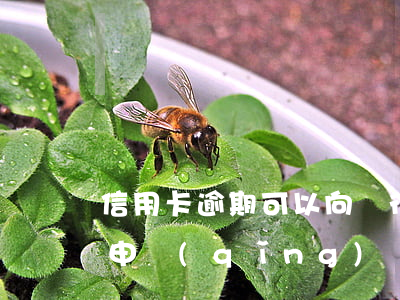 信用卡逾期可以向銀行強(qiáng)制申請(qǐng)嗎-信用卡逾期可以向銀行強(qiáng)制申請(qǐng)嗎
