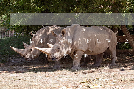 信用卡逾期可以在饿了么借钱吗(饿了么可以信用卡付款吗)