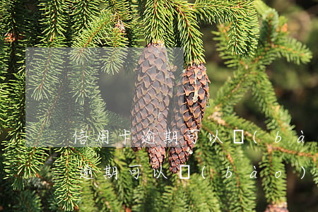 信用卡逾期可以報(bào)駕照嗎 信用卡逾期可以報(bào)駕照嗎