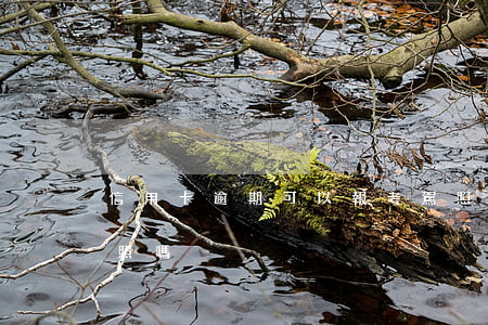 信用卡逾期可以報考駕照嗎(征信逾期能考駕照嗎)