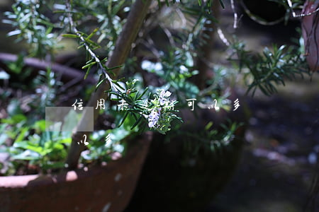 信用卡逾期可以多長時間免息（信用卡逾期可以多長時間）