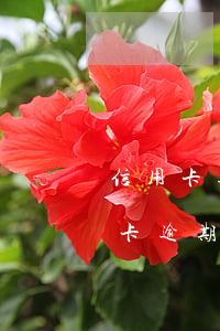 信用卡逾期可以并案起訴嗎(法院會受理信用卡逾期案件嗎)