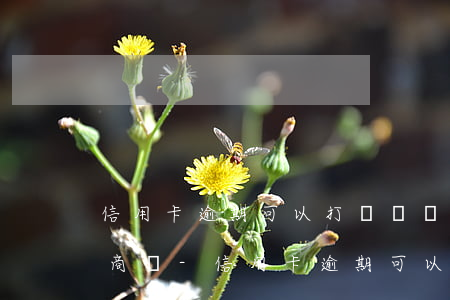 信用卡逾期可以打電話給銀行協(xié)商嗎-信用卡逾期可以打電話給銀行協(xié)商嗎