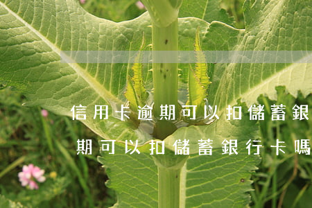信用卡逾期可以扣儲蓄銀行卡嗎-信用卡逾期可以扣儲蓄銀行卡嗎安全嗎