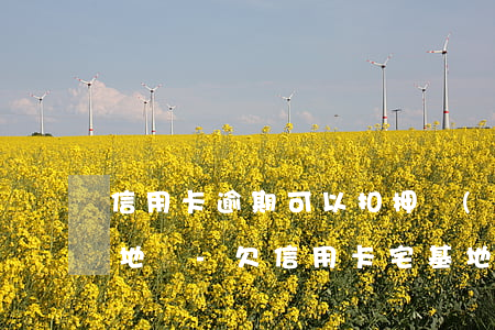 信用卡逾期可以扣押農(nóng)村宅基地嗎-欠信用卡宅基地會(huì)被拍賣嗎