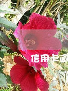 信用卡逾期可以扣錢嗎（信用卡逾期可以扣錢嗎）