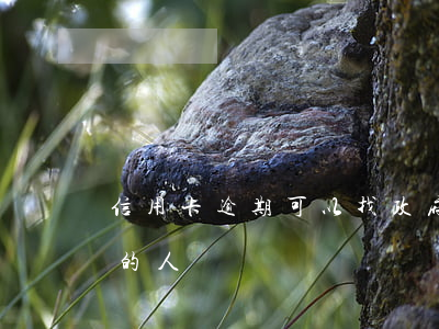 信用卡逾期可以找政府部門嗎 有信用卡逾期的人嗎