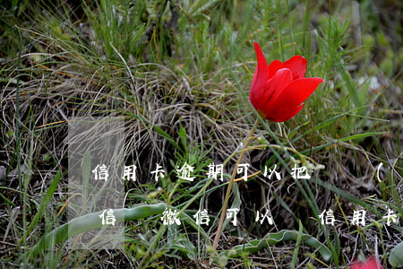 信用卡逾期可以把錢轉(zhuǎn)入微信嗎(微信可以從信用卡里轉(zhuǎn)錢嗎)