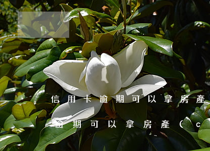 信用卡逾期可以拿房產(chǎn)證嗎(有逾期可以拿房產(chǎn)證貸款嗎)