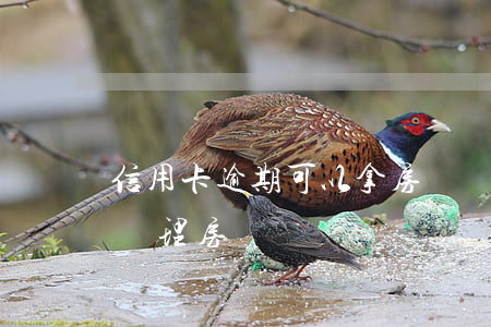 信用卡逾期可以拿房貸嗎(信用卡逾期了還能辦理房貸嗎)