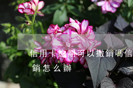 信用卡逾期可以撤銷嗎(信用卡逾期被銀行注銷怎么辦)