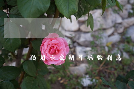 信用卡逾期可以收利息嗎 信用卡 逾期 罰息