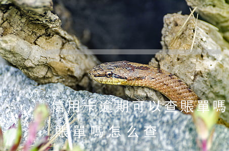 信用卡逾期可以查賬單嗎(信用卡逾期可以查賬單嗎怎么查)