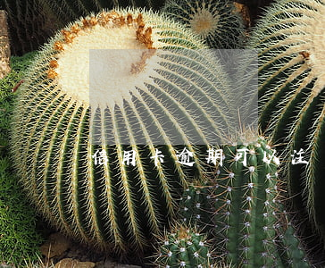 信用卡逾期可以注銷卡嘛(能注銷信用卡嗎)